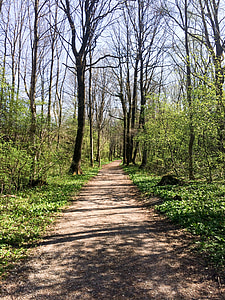 forest, spring, away, nature, tree, footpath, outdoors