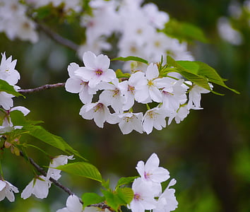 divoká třešeň, Třešňové květy, bílá, zelená, list, Karen, Fajn
