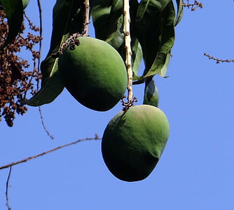 манго, Mangifera показатели, плодове, тропически плодове, пресни, Грийн, Индия