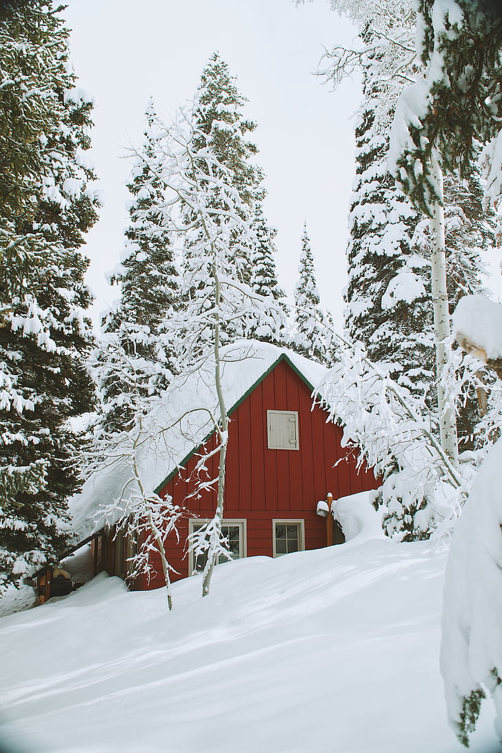 rood, geschilderd, huis, voorzijde, sneeuw, afgetopte, bomen