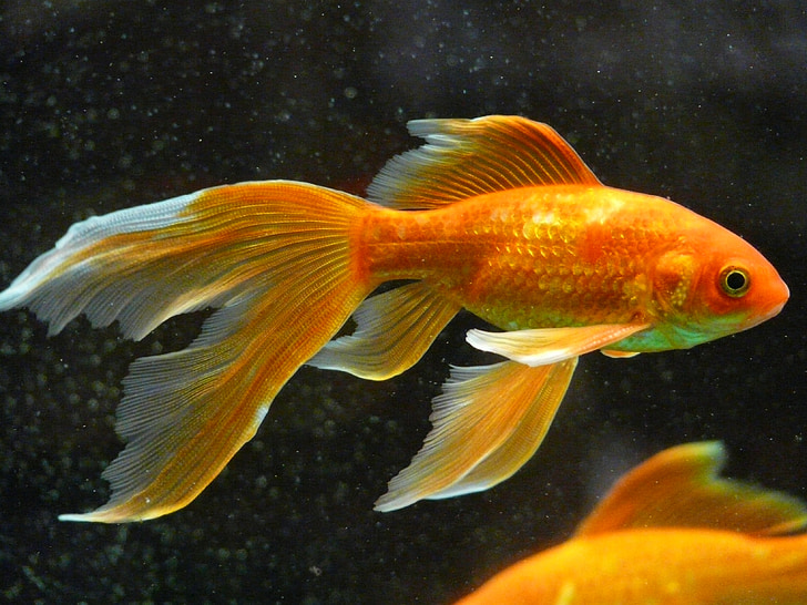 veiltail, vis, goudvis, zwemmen, Aquarium, zoetwatervis, karpfenfisch