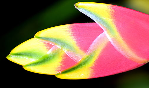 Heliconia wagneriana, Αστακός ψαλίδι, τρία χρώματα, άνθος, άνθιση, τροπικά, Κλείστε
