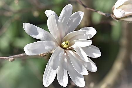 Magnolia, blomma, Blossom, Bloom, Anläggningen, Bush, vit