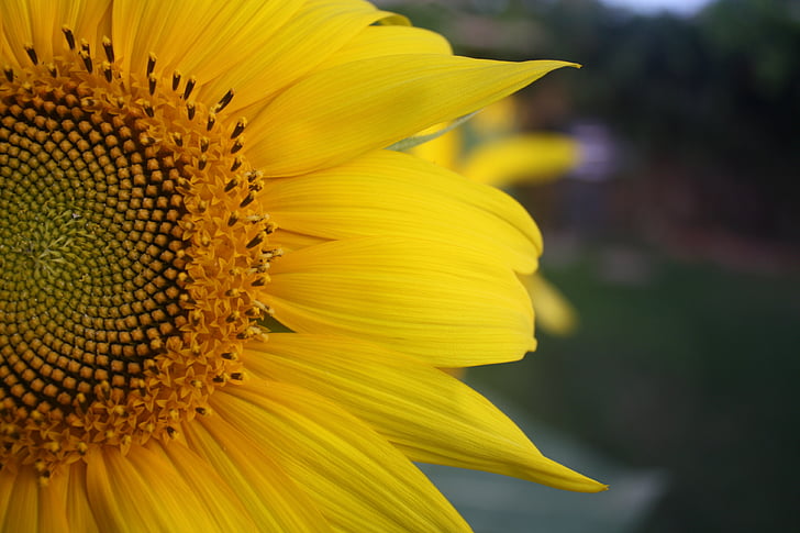 sunflower, petals, yellow, summer, plant, natural, environment