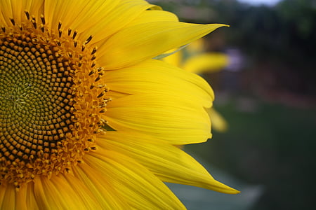 bunga matahari, kelopak bunga, kuning, musim panas, tanaman, alam, lingkungan