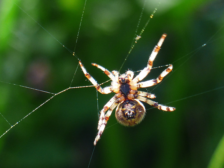 spider, spnnentier, bottom, spin, cobweb, oakleaf orb weavers, oakleaf kreuzspinne