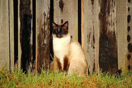 gato, Gato siamés, Siam, gato de raza, Mieze, pared de madera, hierba