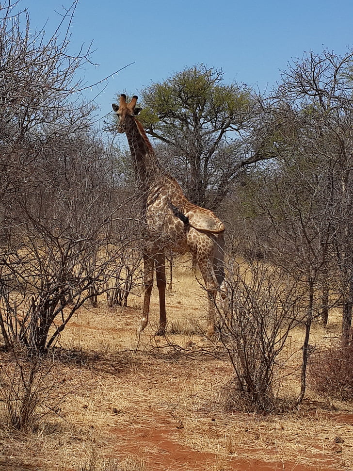 giraffe, wildlife, bush, africa
