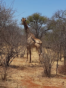 giraffe, wildlife, bush, africa