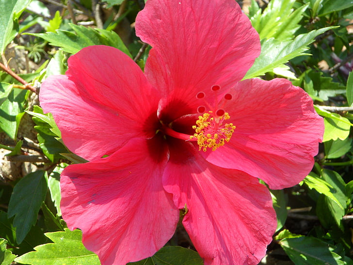 Hibiscus, cerrar, flor, floración, flor, Malvaceae, Malva