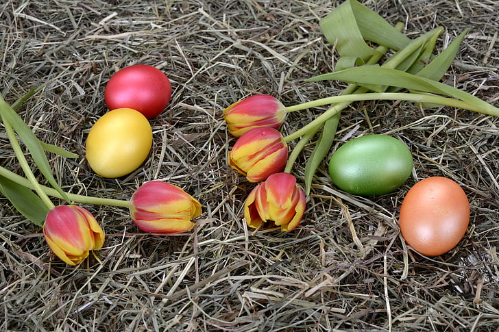 jajce, barva, kuhana, Velikonočni, dekoracija, tulipani, cvetje