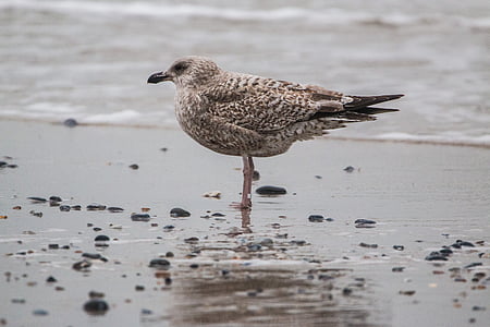 polar seagull, seagull, bird, beach, dune, helgoland, north sea