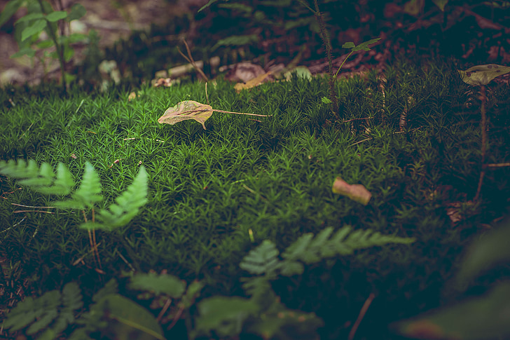 Moss, metsaaluse, lehed, sõnajalad, loodus, roheline, ökoloogia