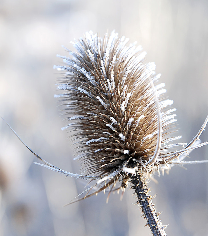 plant, winter, frost, bank, nature, cold, hoarfrost