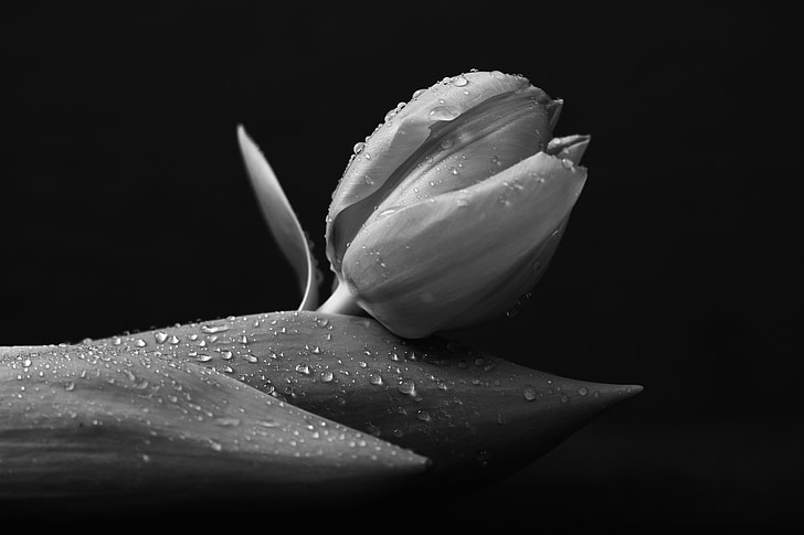 black, black and white, botany, dark, flower, low key, monochrome