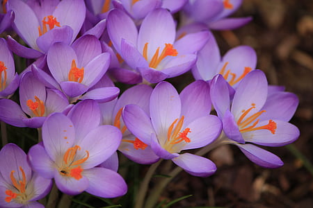 紫色の花, クロッカス, 春, 自然, 工場, 花, 花びら