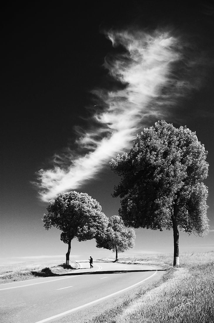 arbres, blanc i negre, solitari, carretera, caminant, sol, persona