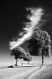 copaci, alb-negru, singuratic, drumul, mersul pe jos, singur, persoană