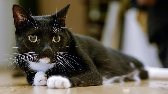 kedi, Smokin, portre, evde beslenen hayvan, Aile içi, kedi, siyah