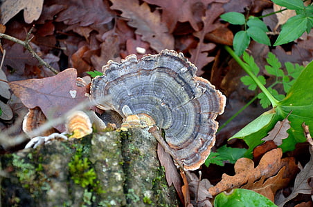 fungus, forest, nature, autumn woods, leaves, dried leaves, autumn