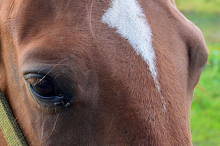 häst, ögon, Horse eye, ögonfransar