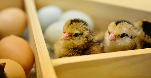 chicks, hatched, young animal, fluff, fluffy, eggshell, poultry