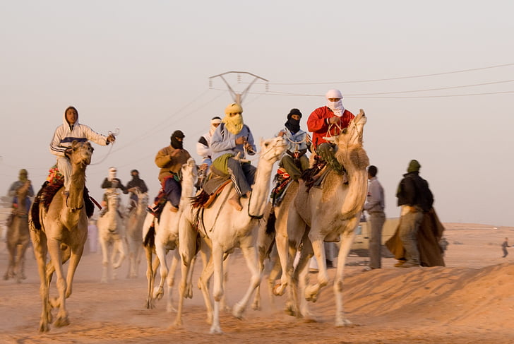 camelo, corrida, Argélia, deserto, animal, faixa, equitação
