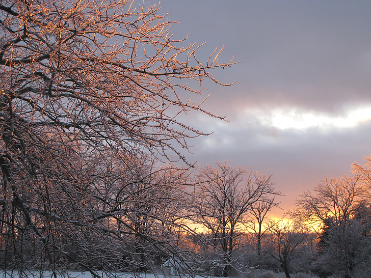 LED, snijeg, drvo, grana, hladno