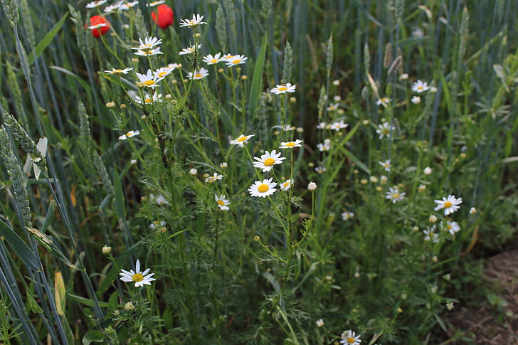 chamomile, village, macro, field, weeds, daisies in a field