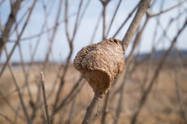 cocoon, branch, brown, mountain, insect, colony, nest