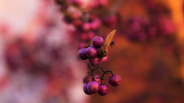 Berry, Thiên nhiên, thực vật, màu hồng, màu đỏ, quả cà phê hoang dã, rừng
