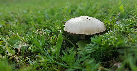 mushroom, toadstool, fungi, fungus, plant, cap, grow