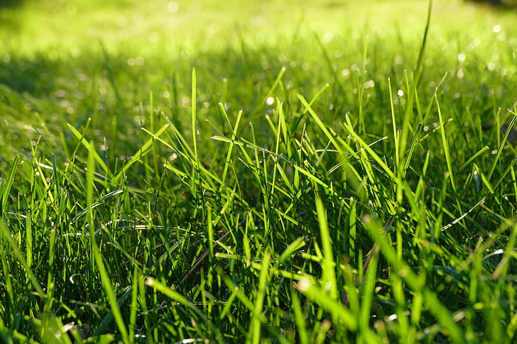 grama, lâminas, verde, gramado, Verão, natureza, campo de grama