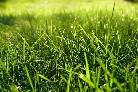 gräs, blad, grön, gräsmatta, sommar, naturen, gräsplan