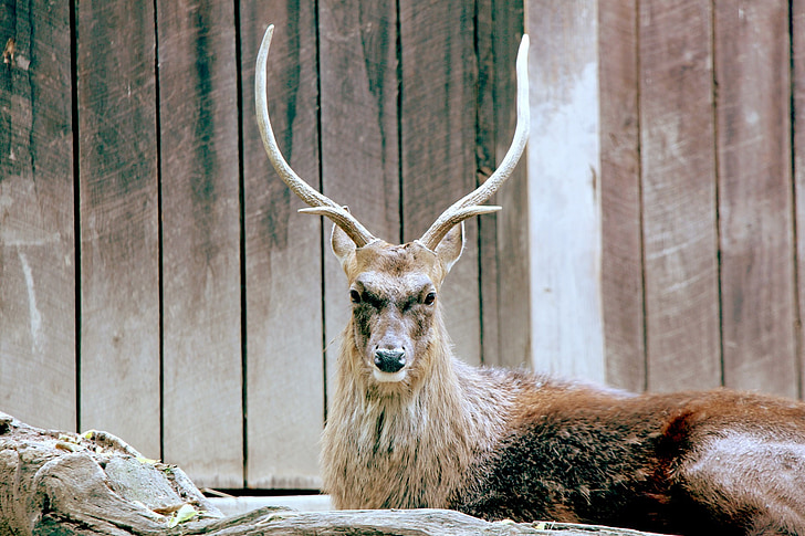 jelen, japonski jelen, Sika, Sika jeleni, plemenito, živali, prosto živeče živali