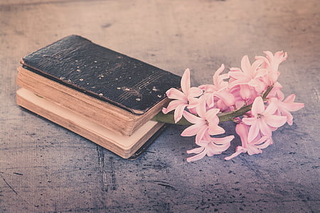 book, old, used, flower, pink, hyacinth, fragrant flower