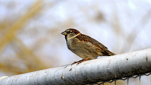 Sparrow, pták, Ave, Dom, vrchol, křídla, zvíře