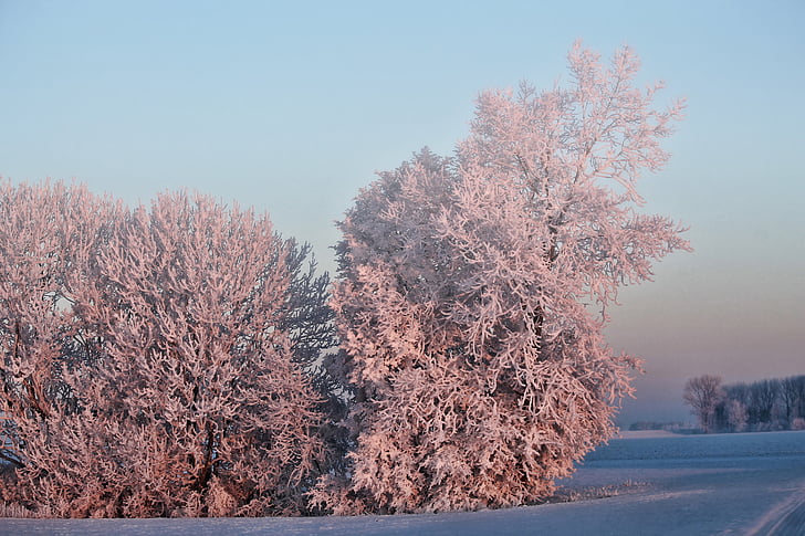 hiver, soleil du matin, arbres, neige, glace froide, brouillard, humeur