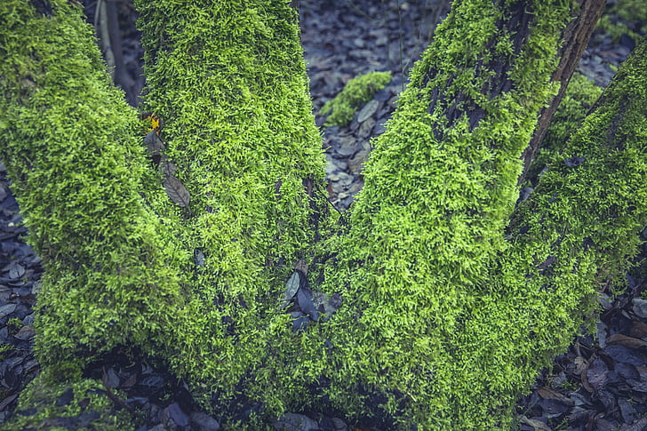 moss, tree, forest, nature, bark, log, fouling