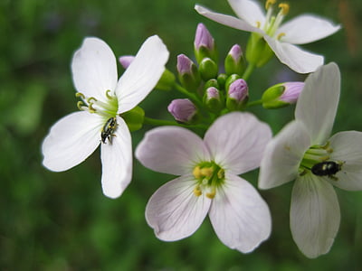 Escarabajo de la, flores, polen, naturaleza, insectos, flor de primavera, flor