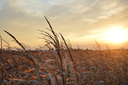 puesta de sol, Midwest, paisaje, granja, maíz, agricultura, planta