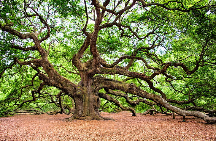Angel oak, Charleston, bức tường nghệ thuật, cây, Thiên nhiên, hoạt động ngoài trời, không có người