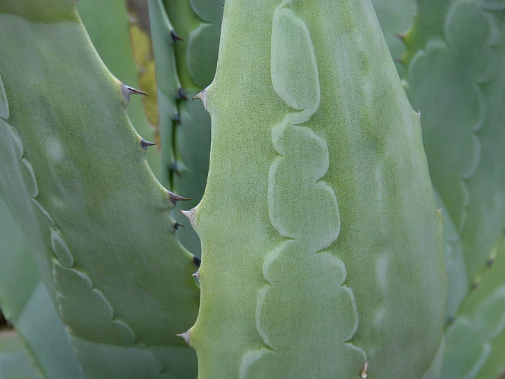 agave, pita, leaf, texture, detail, spina, trail