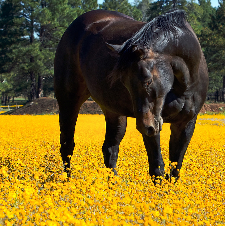 hobune, lilled, looma, õie, kabjalised, kevadel, kollane