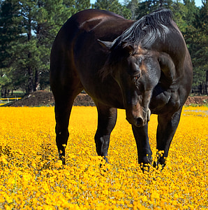 hest, blomster, dyr, blomster, equine, våren, gul