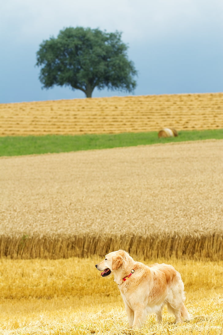 hond, Golden retriever, natuur, landschap, Hundeportrait, uit, veld