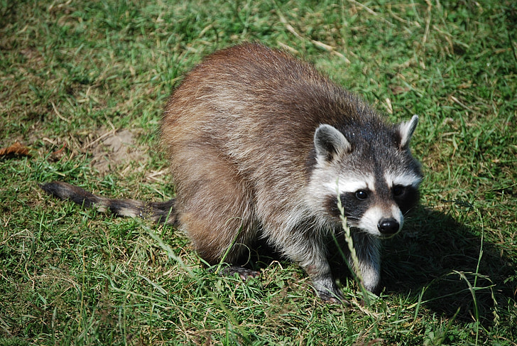 raccoon, cute, wildlife park