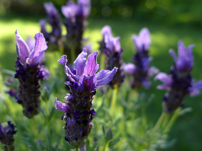 lavender, flowers, violet, garden plant, fragrant, ornamental plant, nature