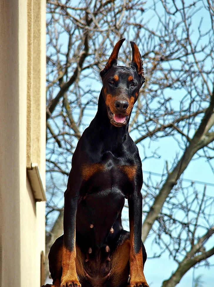 Doberman, ομορφιά, σκύλος, εκτός από την κατοικία