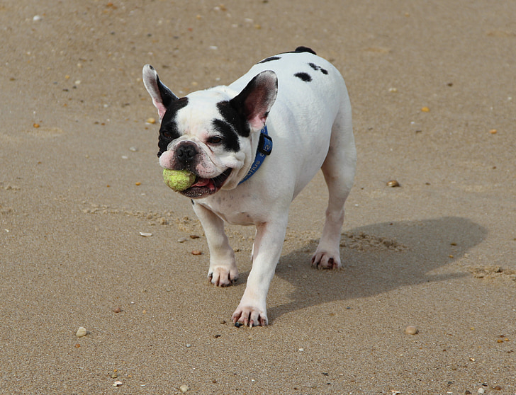 Franse bulldog, hond, hondje, strand, bal, spelen, zomer